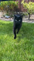 Lost Female Cat last seen she roams in between rimrose valley and crosby village , Crosby, England L23