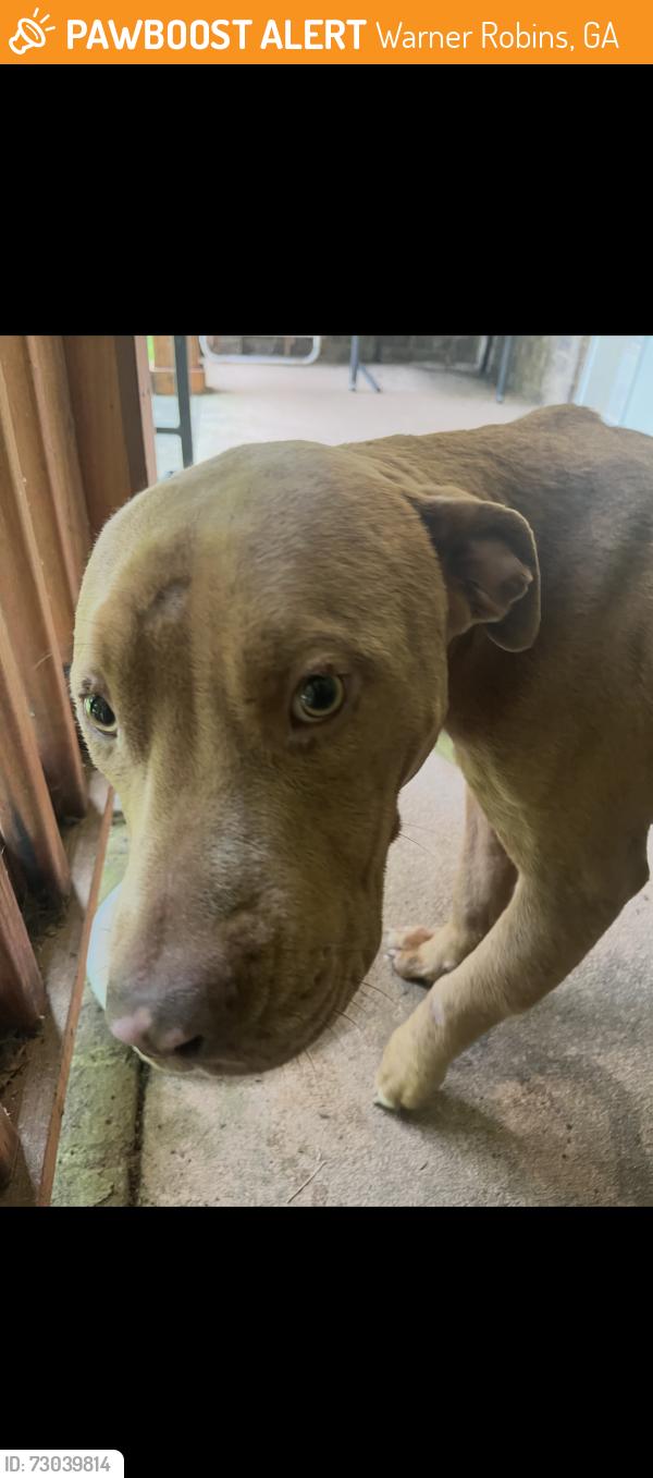 Found/Stray Male Dog last seen Hwy 96 bonaire, Warner Robins, GA 31088