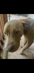 Found/Stray Male Dog last seen Hwy 96 bonaire, Warner Robins, GA 31088