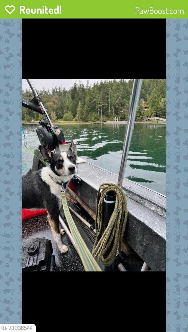 Reunited Male Dog last seen Union Ave & S 31st St, Tacoma, WA 98409