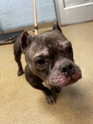 Shelter Stray Male Dog last seen Near Covington Hwy, Decatur, GA 30035, 30035, GA, 3280 Chamblee Dunwoody Rd, Chamblee, GA 30341, USA