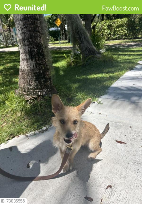 Reunited Male Dog last seen NW 101st St, Miami Shores, FL 33150