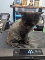 Shelter Stray Male Cat last seen Near Fields Dr, Lithonia, GA 30038, 30038, GA, 3280 Chamblee Dunwoody Rd, Chamblee, GA 30341, USA