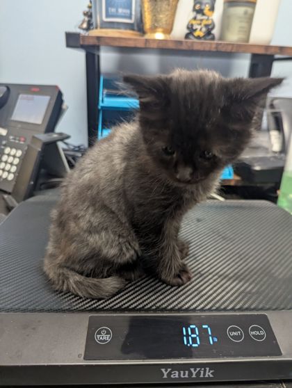 Shelter Stray Male Cat last seen Near Fields Dr, Lithonia, GA 30038, 30038, GA, 3280 Chamblee Dunwoody Rd, Chamblee, GA 30341, USA