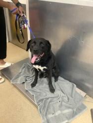 Shelter Stray Male Dog last seen , , TX, 355 Hillshire Dr, Haslet, TX 76052, USA