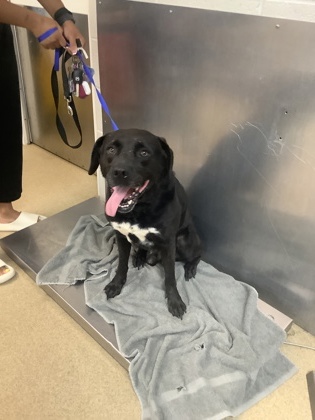Shelter Stray Male Dog last seen , , TX, 355 Hillshire Dr, Haslet, TX 76052, USA