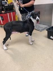 Shelter Stray Female Dog last seen , , TX, 355 Hillshire Dr, Haslet, TX 76052, USA