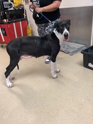 Shelter Stray Female Dog last seen , , TX, 355 Hillshire Dr, Haslet, TX 76052, USA