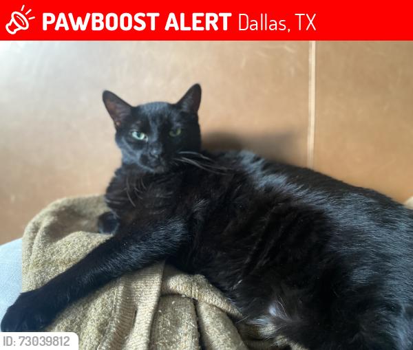 Lost Male Cat last seen Uptown near Travis academy middle school , Dallas, TX 75204