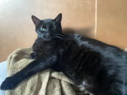 Lost Male Cat last seen Uptown near Travis academy middle school , Dallas, TX 75204