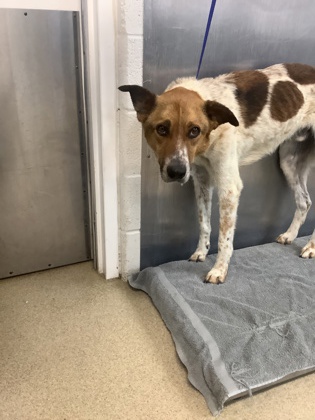 Shelter Stray Male Dog last seen , , TX, 355 Hillshire Dr, Haslet, TX 76052, USA