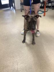 Shelter Stray Female Dog last seen Near Bianca Circle, North District, TX, 355 Hillshire Dr, Haslet, TX 76052, USA