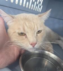 Shelter Stray Male Cat last seen , , TX, 355 Hillshire Dr, Haslet, TX 76052, USA