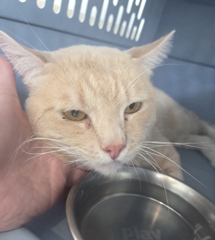 Shelter Stray Male Cat last seen , , TX, 355 Hillshire Dr, Haslet, TX 76052, USA