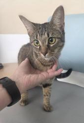 Shelter Stray Female Cat last seen , , TX, 355 Hillshire Dr, Haslet, TX 76052, USA