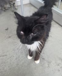 Shelter Stray Female Cat last seen , , TX, 355 Hillshire Dr, Haslet, TX 76052, USA