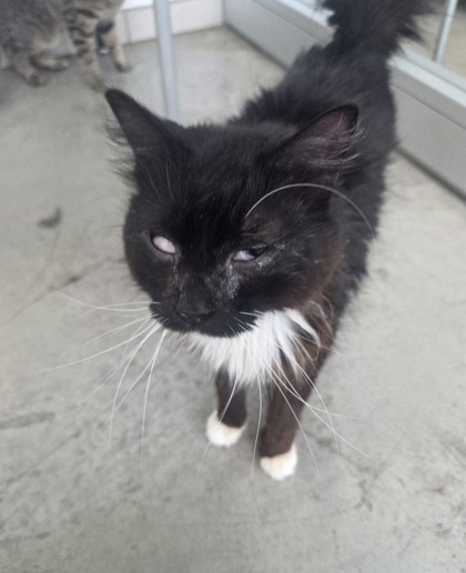 Shelter Stray Female Cat last seen , , TX, 355 Hillshire Dr, Haslet, TX 76052, USA