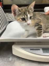 Shelter Stray Female Cat last seen Near W Risinger, East District, TX, 355 Hillshire Dr, Haslet, TX 76052, USA