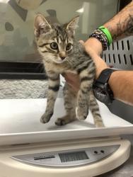 Shelter Stray Male Cat last seen Near W Risinger, East District, TX, 355 Hillshire Dr, Haslet, TX 76052, USA