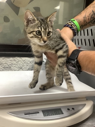 Shelter Stray Male Cat last seen Near W Risinger, East District, TX, 355 Hillshire Dr, Haslet, TX 76052, USA