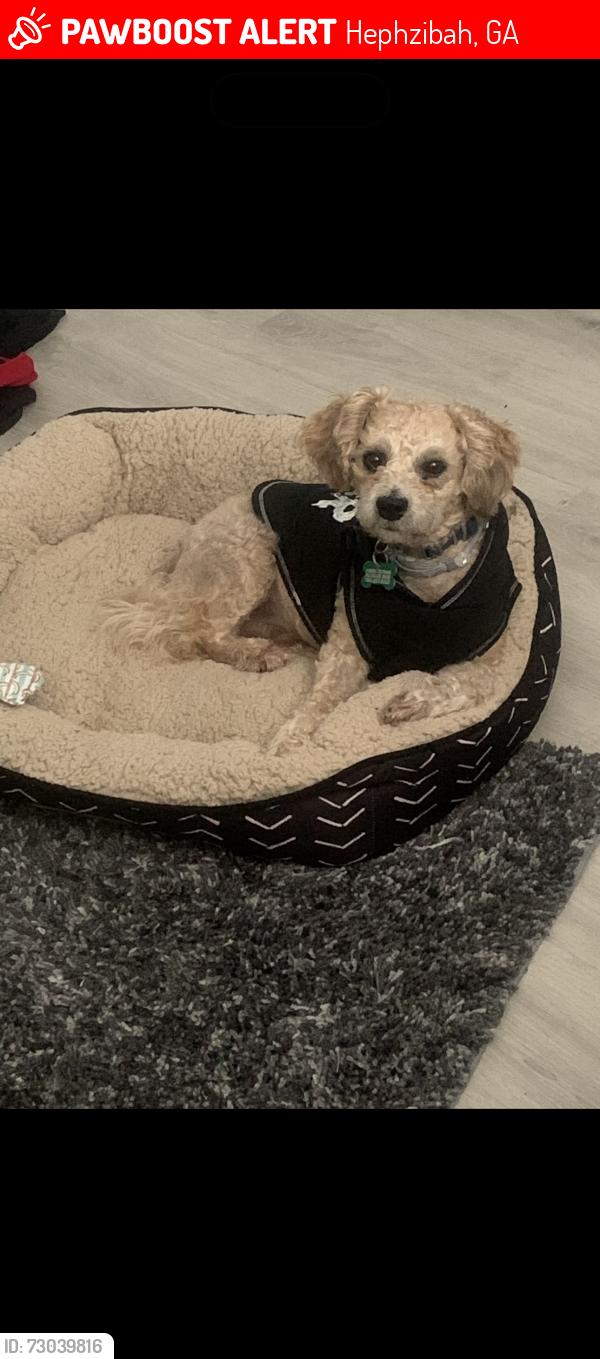Lost Male Dog last seen Tobacco Rd , Hephzibah, GA 30815