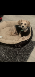 Lost Male Dog last seen Tobacco Rd , Hephzibah, GA 30815