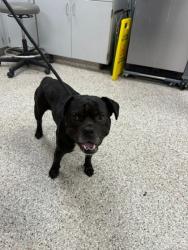 Shelter Stray Male Dog last seen Deerfield Dr, Mt. Holly, NC, 1491 Business Park Ct, Gastonia, NC 28052, USA