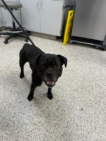 Shelter Stray Male Dog last seen Deerfield Dr, Mt. Holly, NC, 1491 Business Park Ct, Gastonia, NC 28052, USA