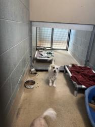 Shelter Stray Female Dog last seen Near Alice St, Oakland, CA, 1101 29th Ave, Oakland, CA 94601, USA