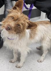 Shelter Stray Male Dog last seen Near Oakport St, Oakland, , 1101 29th Ave, Oakland, CA 94601, USA