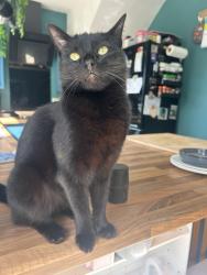 Reunited Female Cat last seen the northern road toward rimrose valley , Crosby, England L23