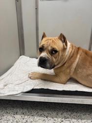Shelter Stray Male Dog last seen Near Gilbert St SE, Atlanta, GA, 1251 Fulton Industrial Blvd NW, Atlanta, GA 30336, USA