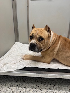 Shelter Stray Male Dog last seen Near Gilbert St SE, Atlanta, GA, 1251 Fulton Industrial Blvd NW, Atlanta, GA 30336, USA
