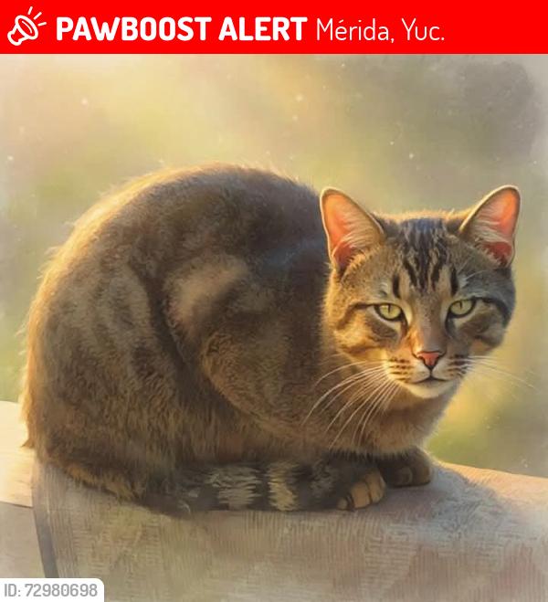 Lost Male Cat last seen Epps Bridge Walmart behind Walmart in Athens Georgia last, Mérida, Yuc. 97000