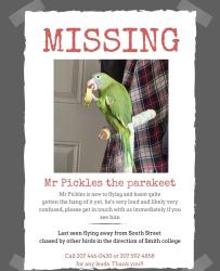 Lost Unknown Bird last seen Near South Street Northampton Massachusetts, Northampton, MA 01060