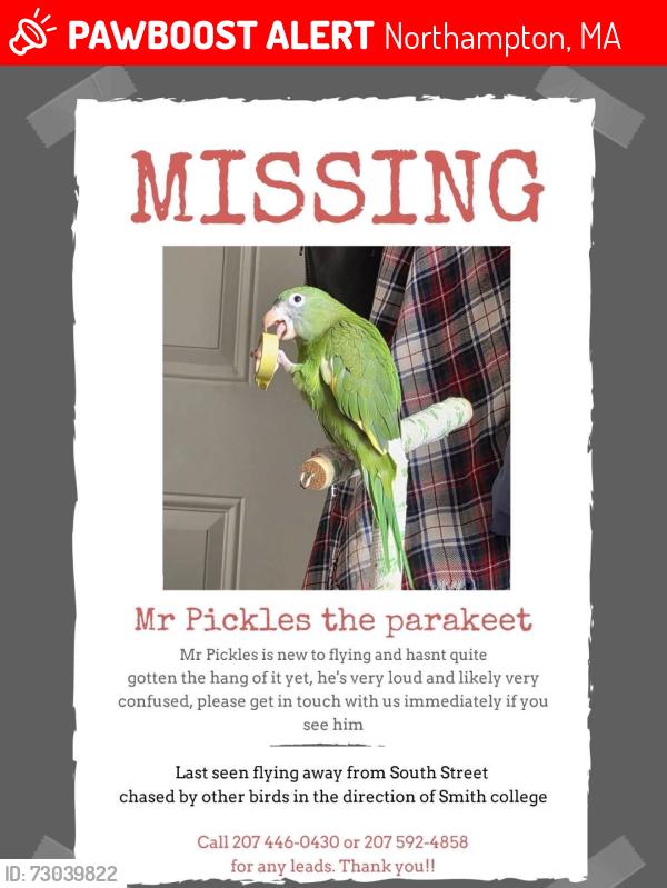 Lost Unknown Bird last seen Near South Street Northampton Massachusetts, Northampton, MA 01060