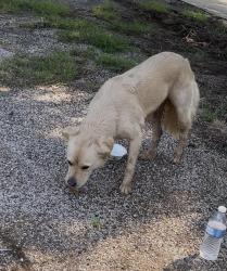 Found/Stray Unknown Dog last seen Near the Denton Korean Baptist Church, Denton, TX 76209