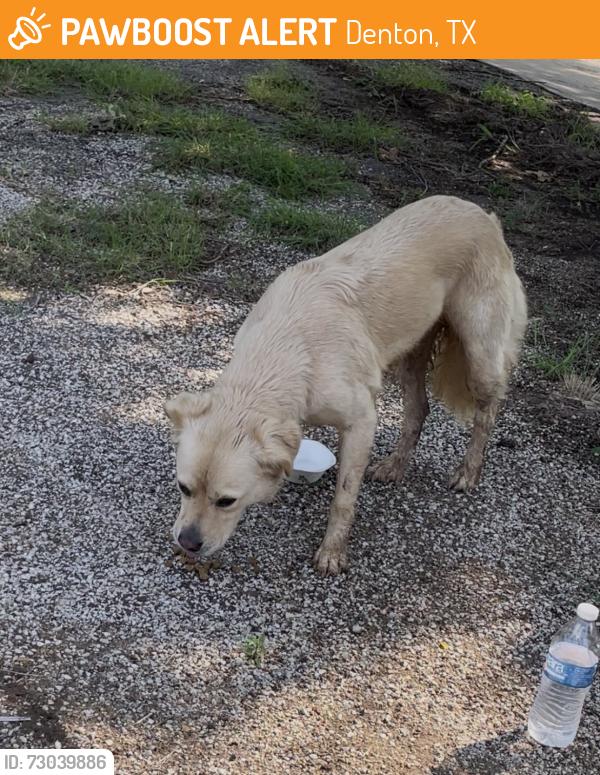 Found/Stray Unknown Dog last seen Near the Denton Korean Baptist Church, Denton, TX 76209