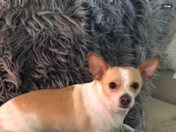 Reunited Male Dog last seen Wisteria loop and Cherokee Rose, French Valley, CA 92596
