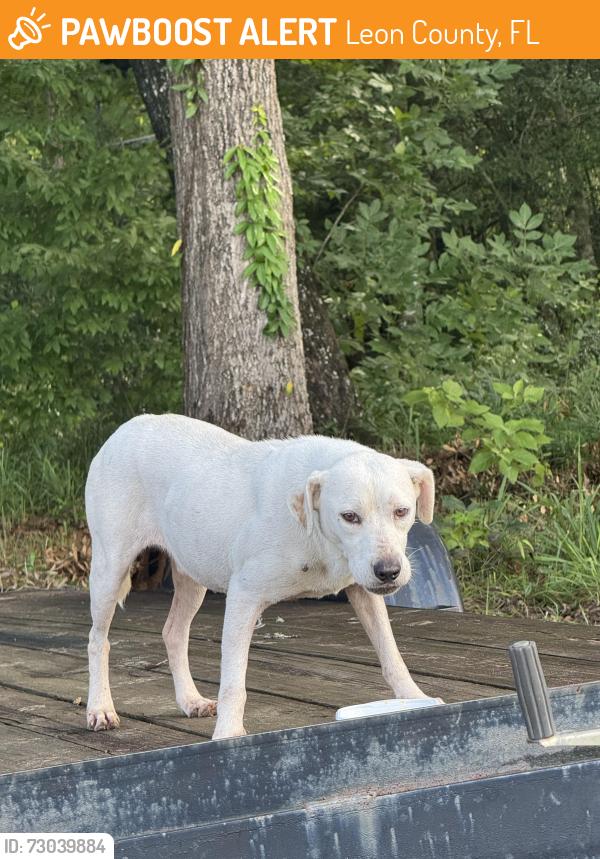 Found/Stray Male Dog last seen Coe landing/ highway 20, Leon County, FL 32310