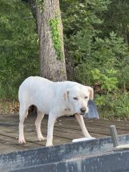 Found/Stray Male Dog last seen Coe landing/ highway 20, Leon County, FL 32310