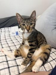Lost Male Cat last seen Pershing Avenue and Rosemarie Lane in Prospera Square apmt complex, Stockton, CA 95207