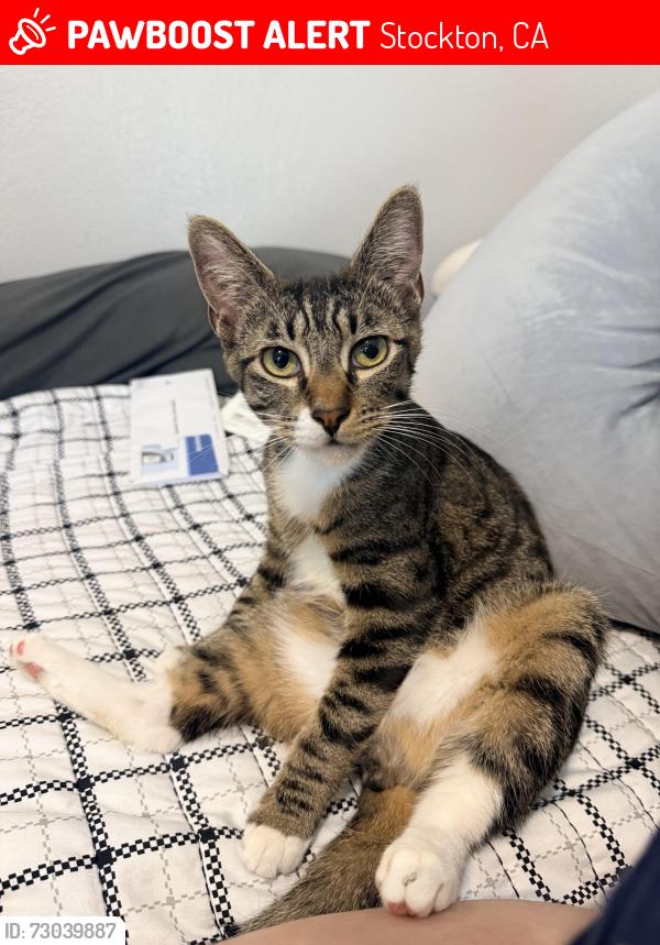 Lost Male Cat last seen Pershing Avenue and Rosemarie Lane in Prospera Square apmt complex, Stockton, CA 95207
