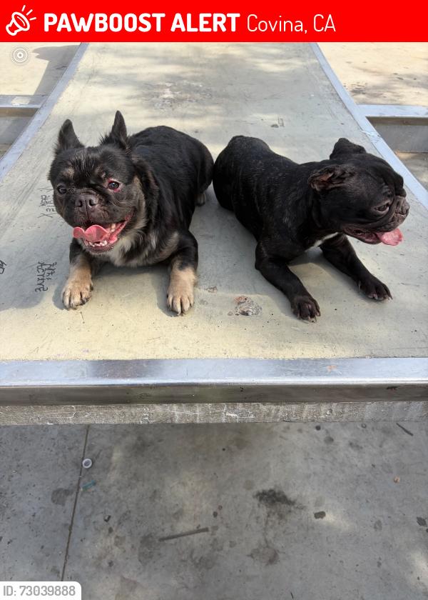 Lost Female Dog last seen Cypress avenue and Vincent, Covina, CA 91790