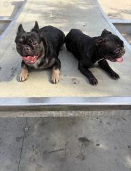 Lost Female Dog last seen Cypress avenue and Vincent, Covina, CA 91790