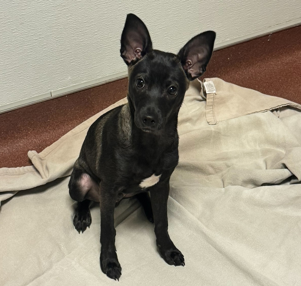 Shelter Stray Male Dog last seen Durant Avenue, OAKLAND, CA, 94603, 8323 Baldwin St, Oakland, CA 94621, USA