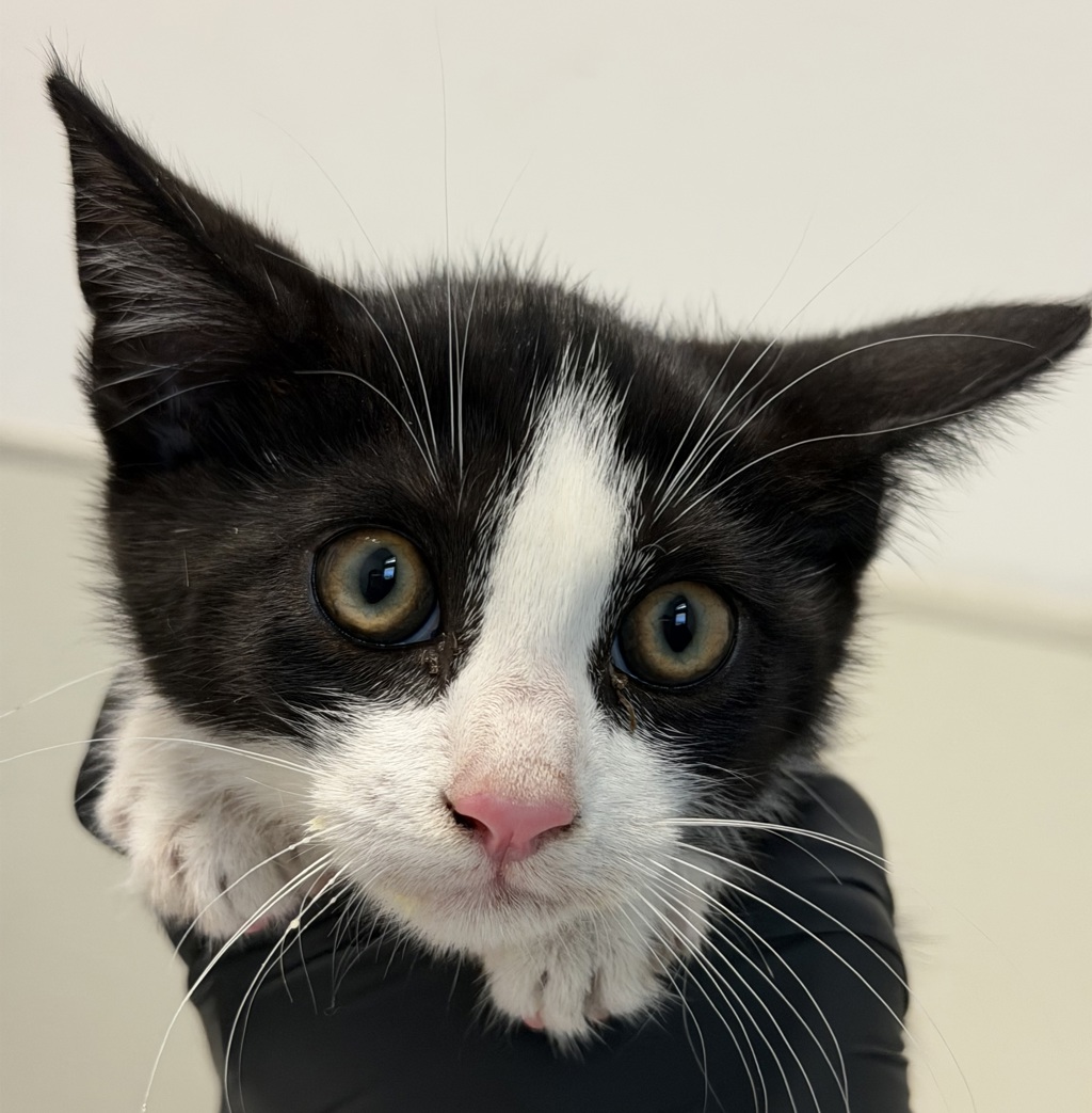 Shelter Stray Female Cat last seen Normal Heights, San Diego, CA, 92104, 5500 Gaines St, San Diego, CA 92110, USA