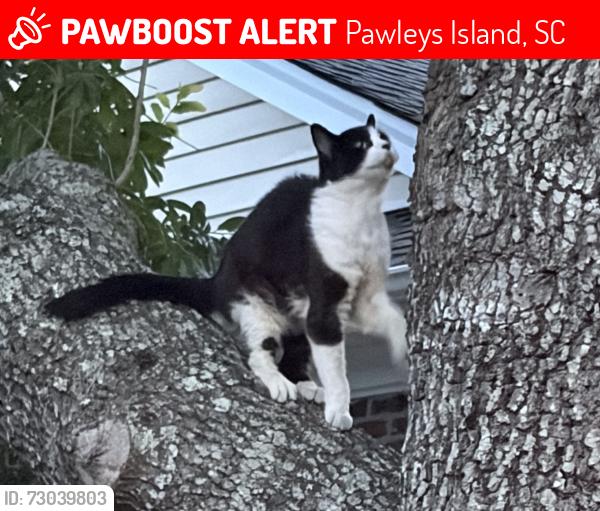 Lost Female Cat last seen 119-1 Highgrove Court, Pawleys Island, SC 29585
