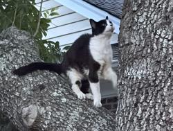 Lost Female Cat last seen 119-1 Highgrove Court, Pawleys Island, SC 29585