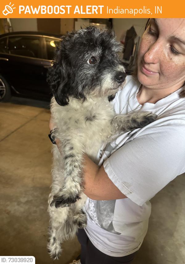 Found/Stray Male Dog last seen Family Dollar, Indianapolis, IN 46222